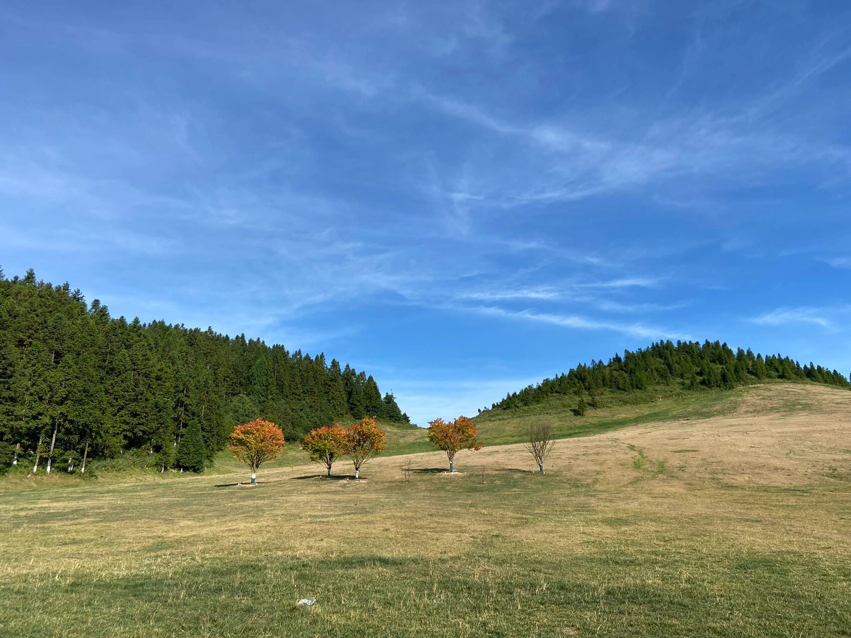 关于菖蒲盖大草原,我太有发言权了!