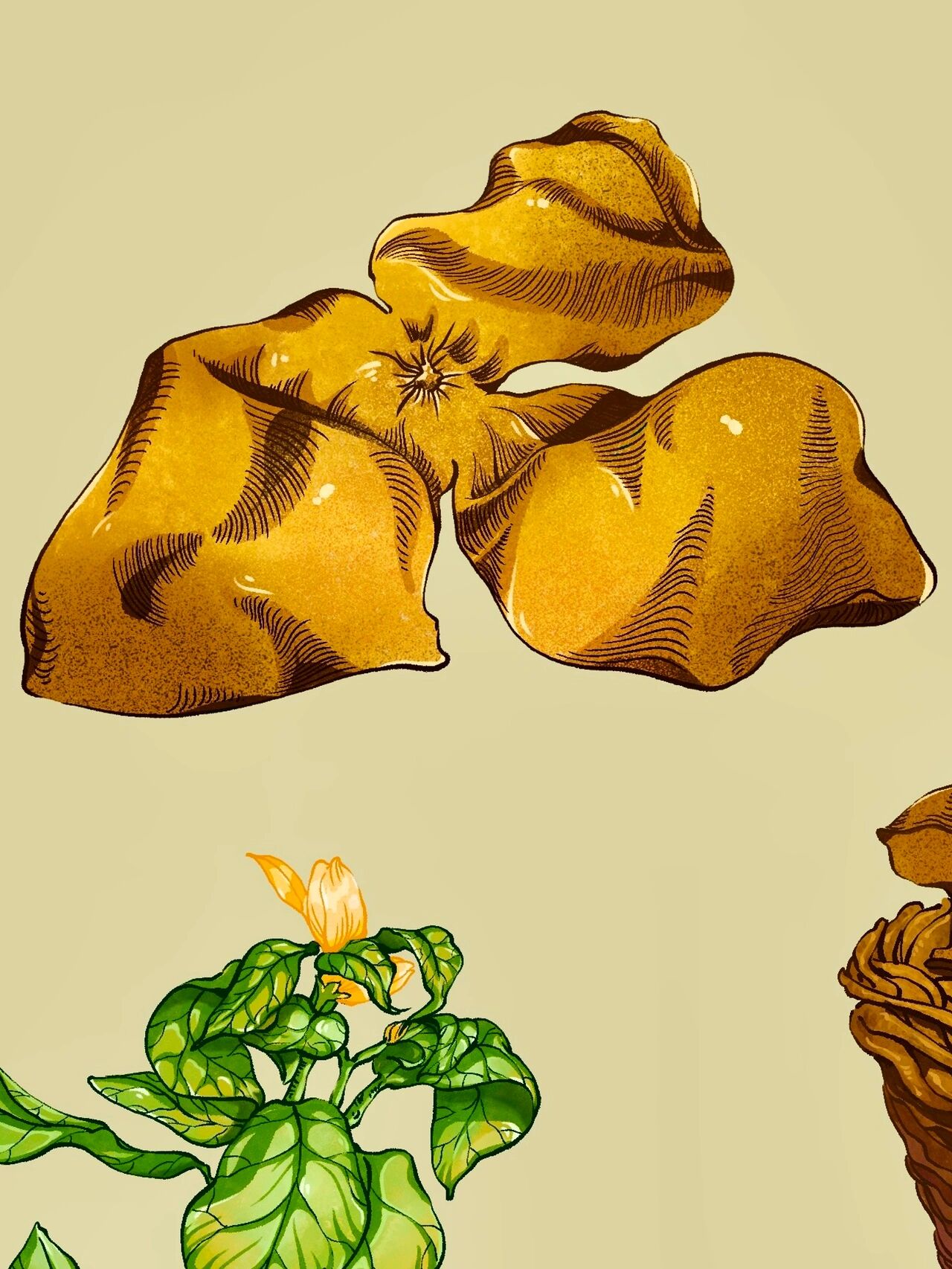 原创|中草药手绘-陈皮/橘皮【本草纲目】 这张图花了好久时间所以原本