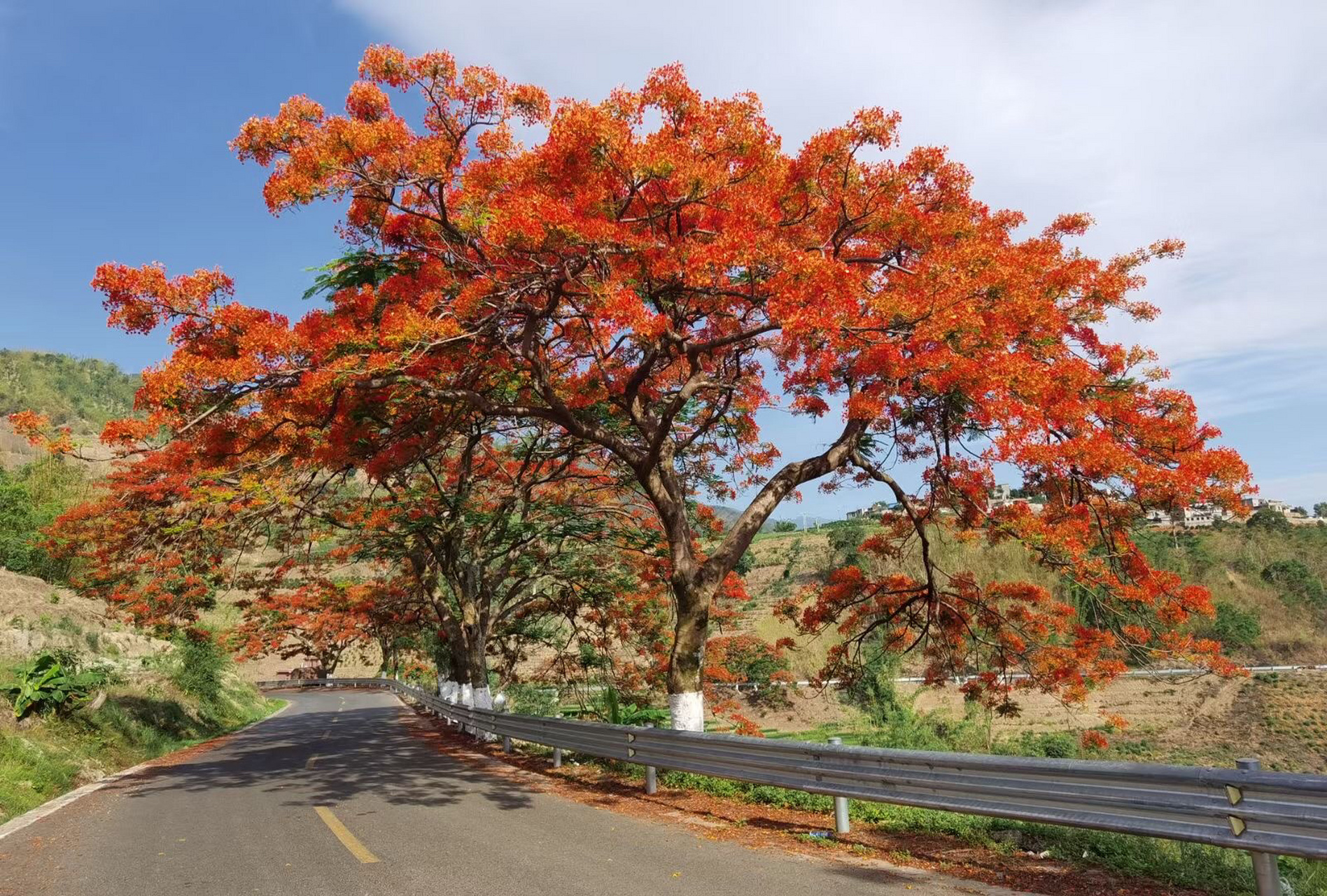 玉溪市新平县嘎洒打卡点 五月的天 最美莫过于嘎洒的凤凰花了78