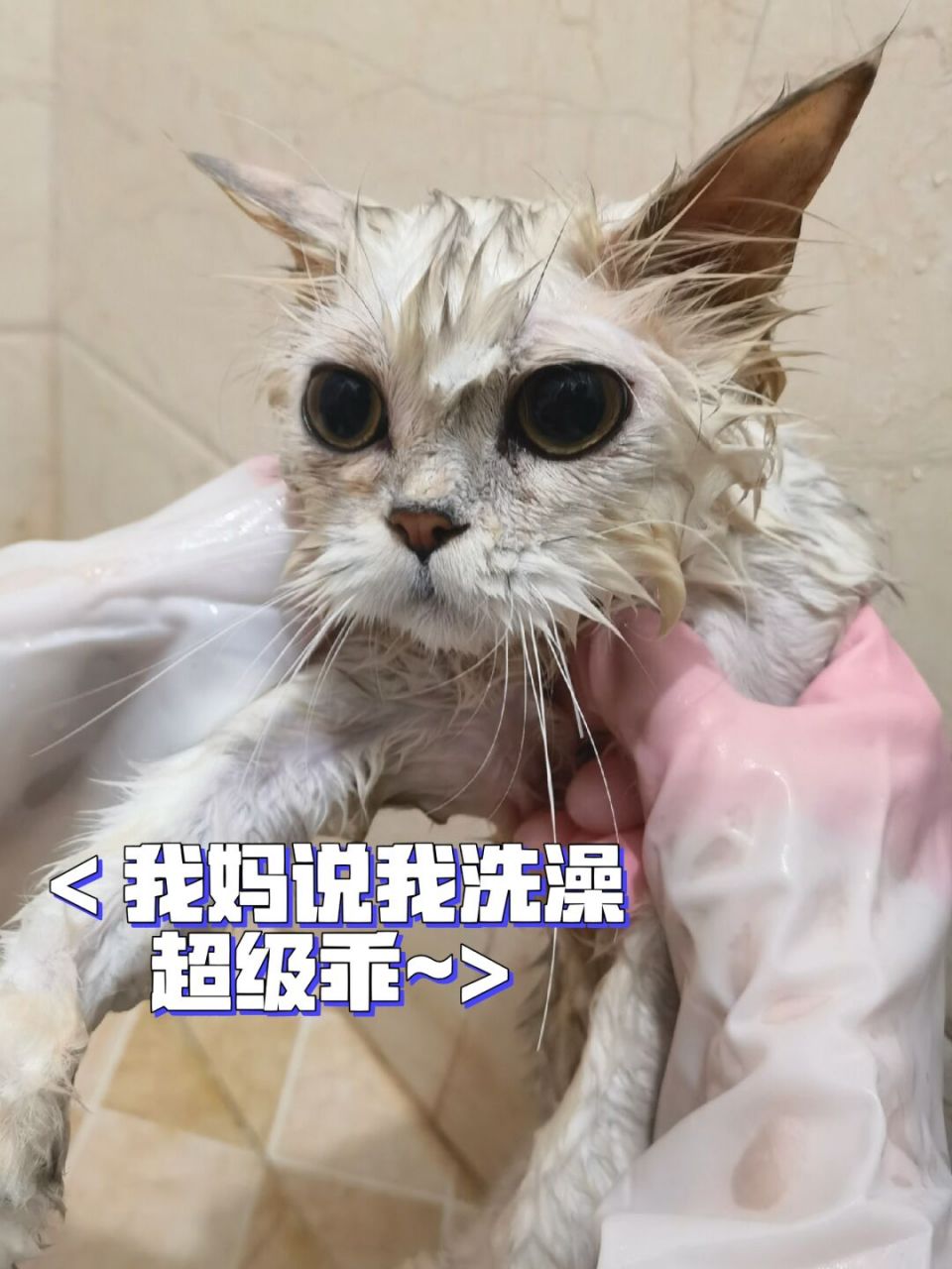 右滑 翻新7915 旧猫  超好的猫咪洗澡攻略 真的有一阵子没洗澡 加
