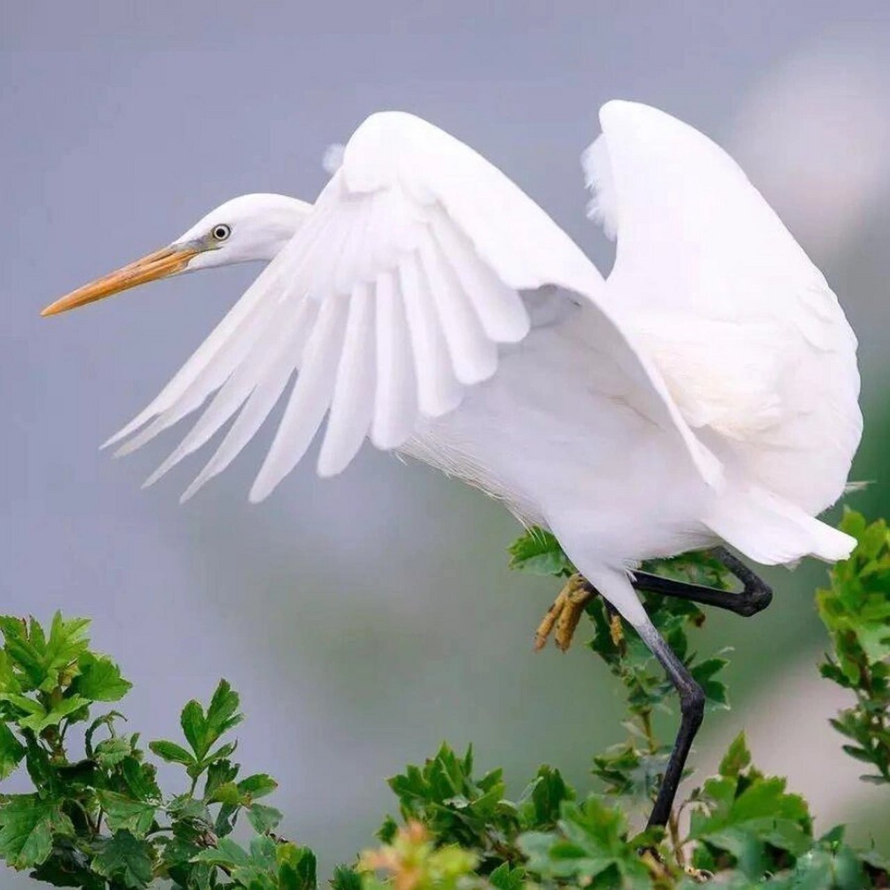 黄嘴白鹭是鹭科白鹭属的水鸟,是保护级别最高的"白色鹭鸟",《世界