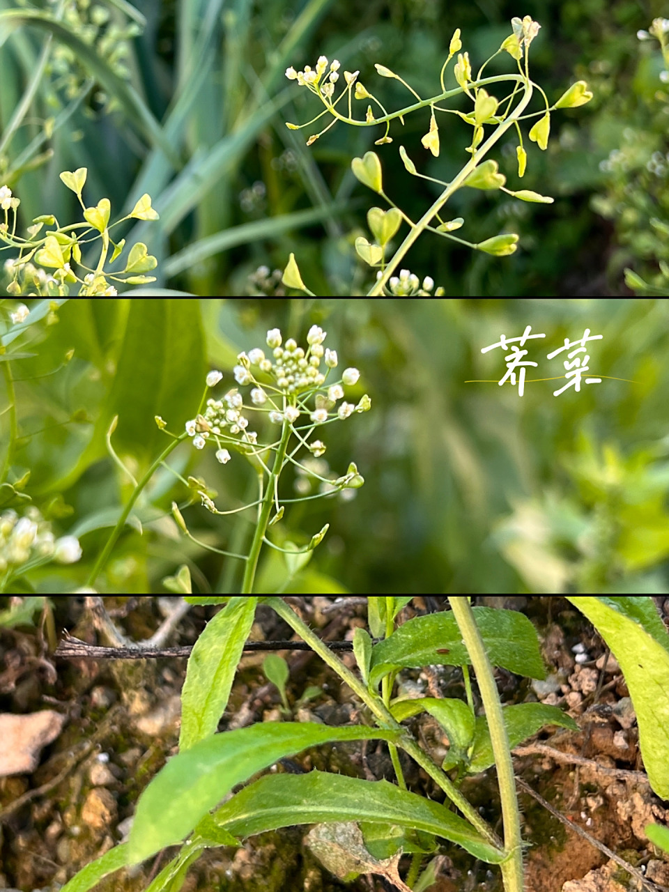本品为十字花科植物荠菜的带根全草.