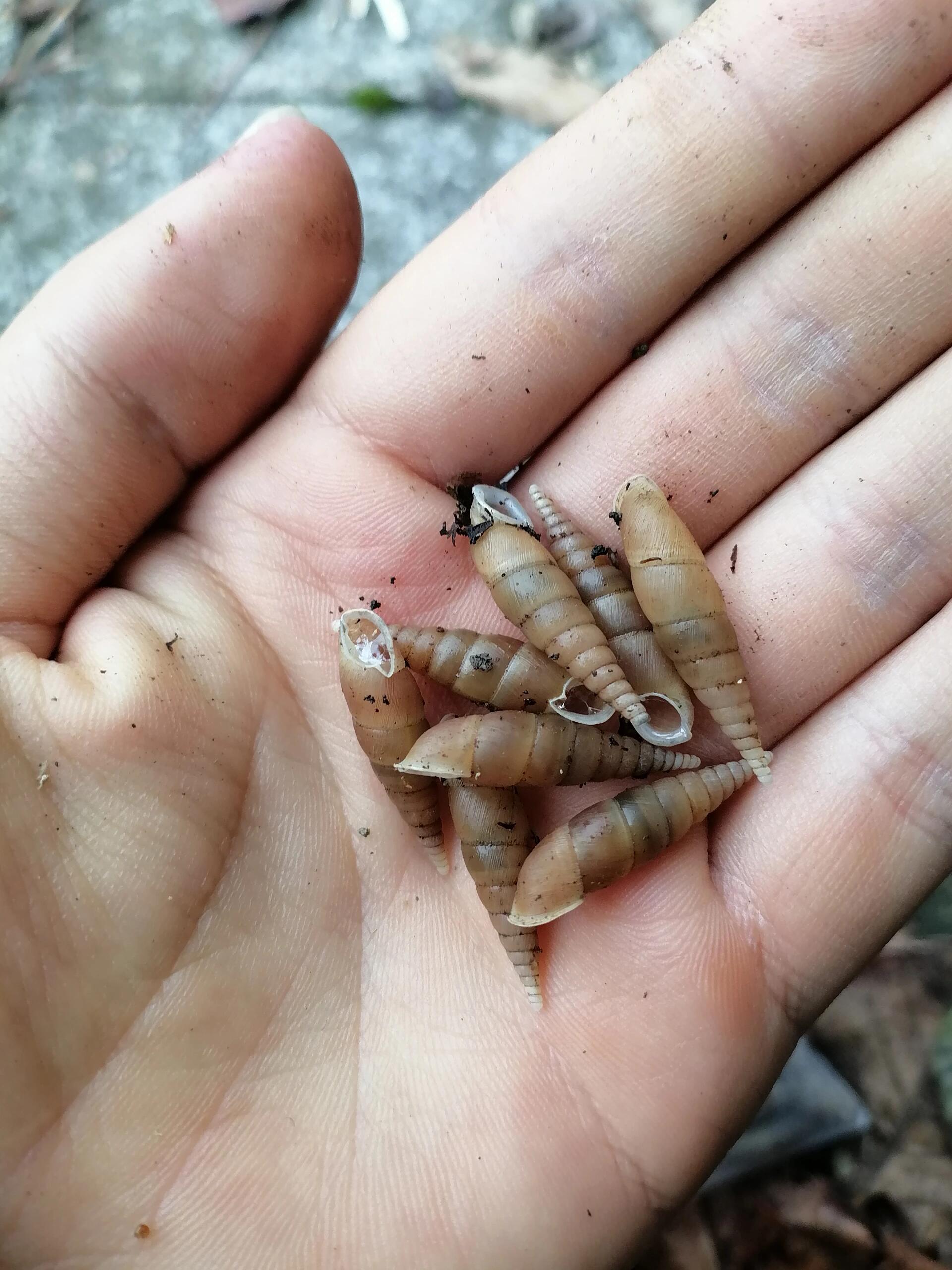 雨拟烟管螺(贵州产)