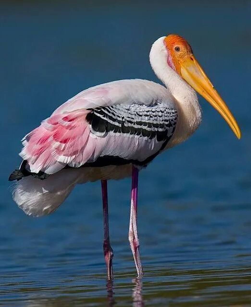 超美的粉色小裙子大嘴鸟--白头鹮鹳  	 漂亮极了的大嘴水鸟哦!