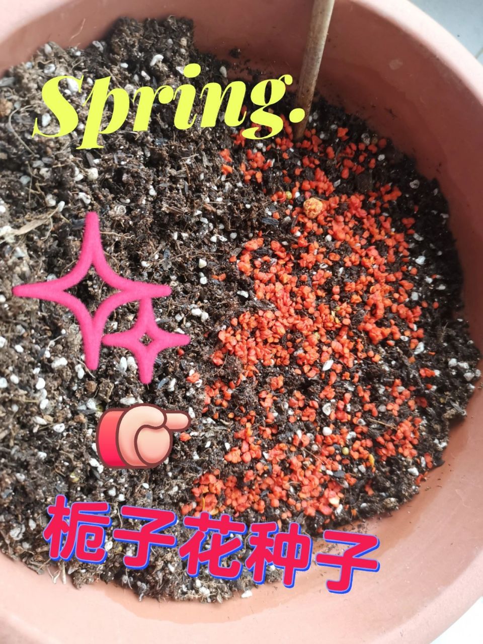 栀子花种子种植 公园里摘的种子,放了好几个月,准备等到3月才种的