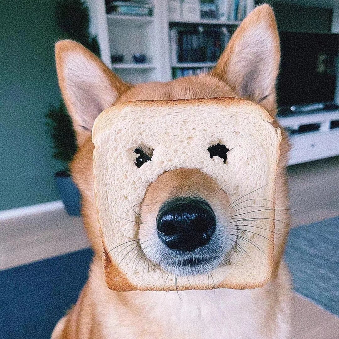 11.12男生动物头像