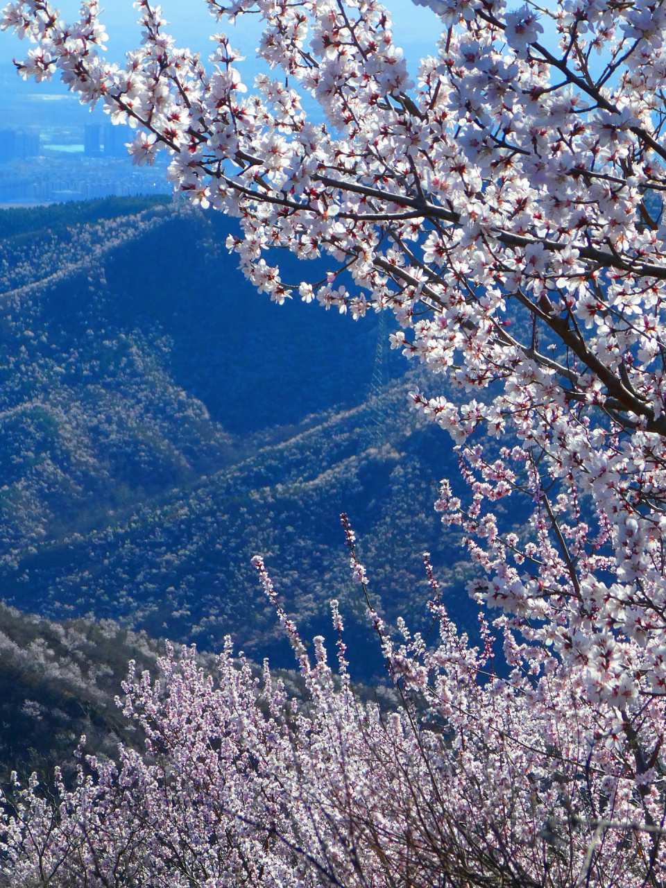 西峪村桃花谷蕞美攻略(独家,含轨迹图) 9499%的游客只是沿着西峪村