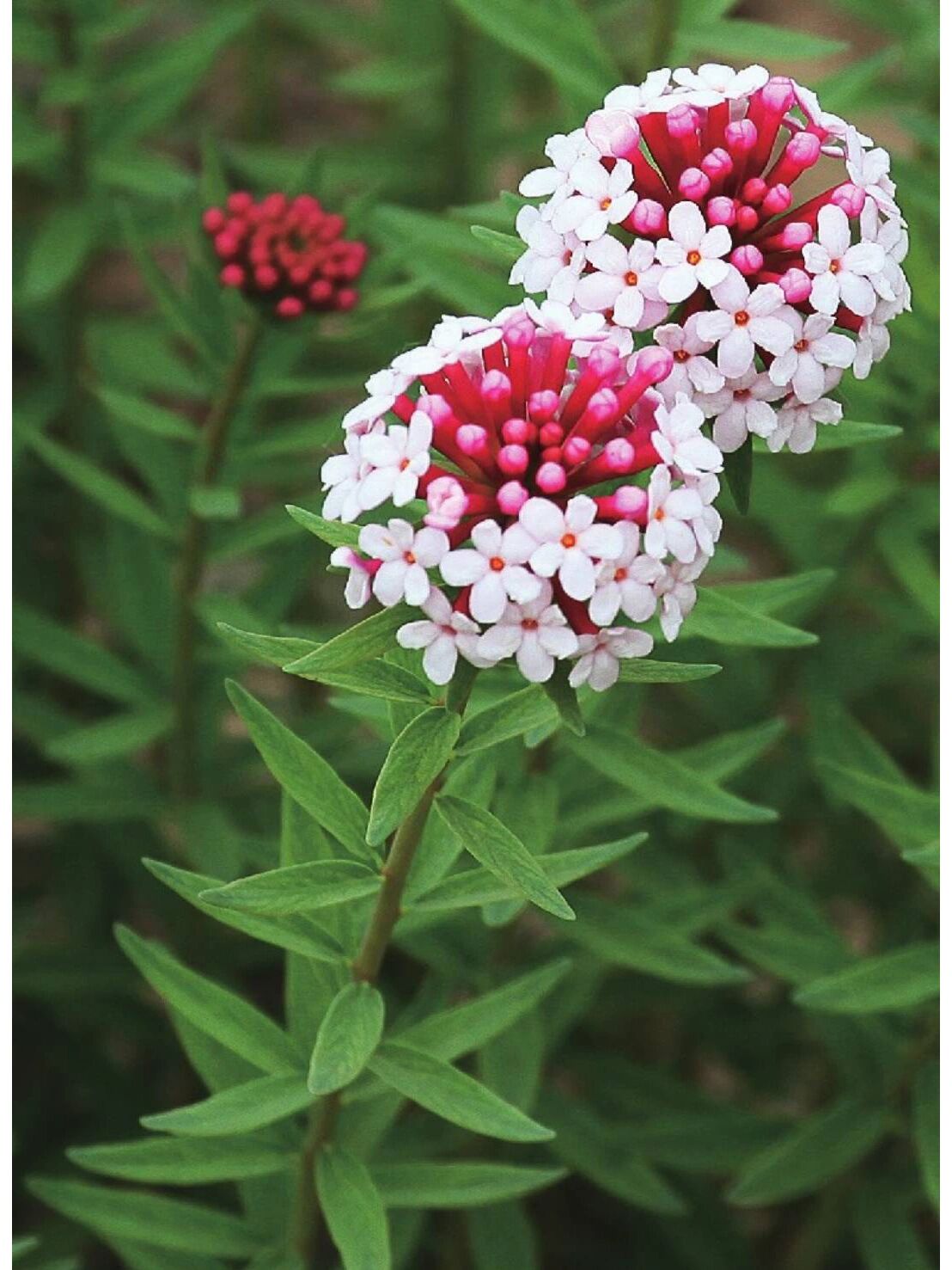 瑞香狼毒花图片