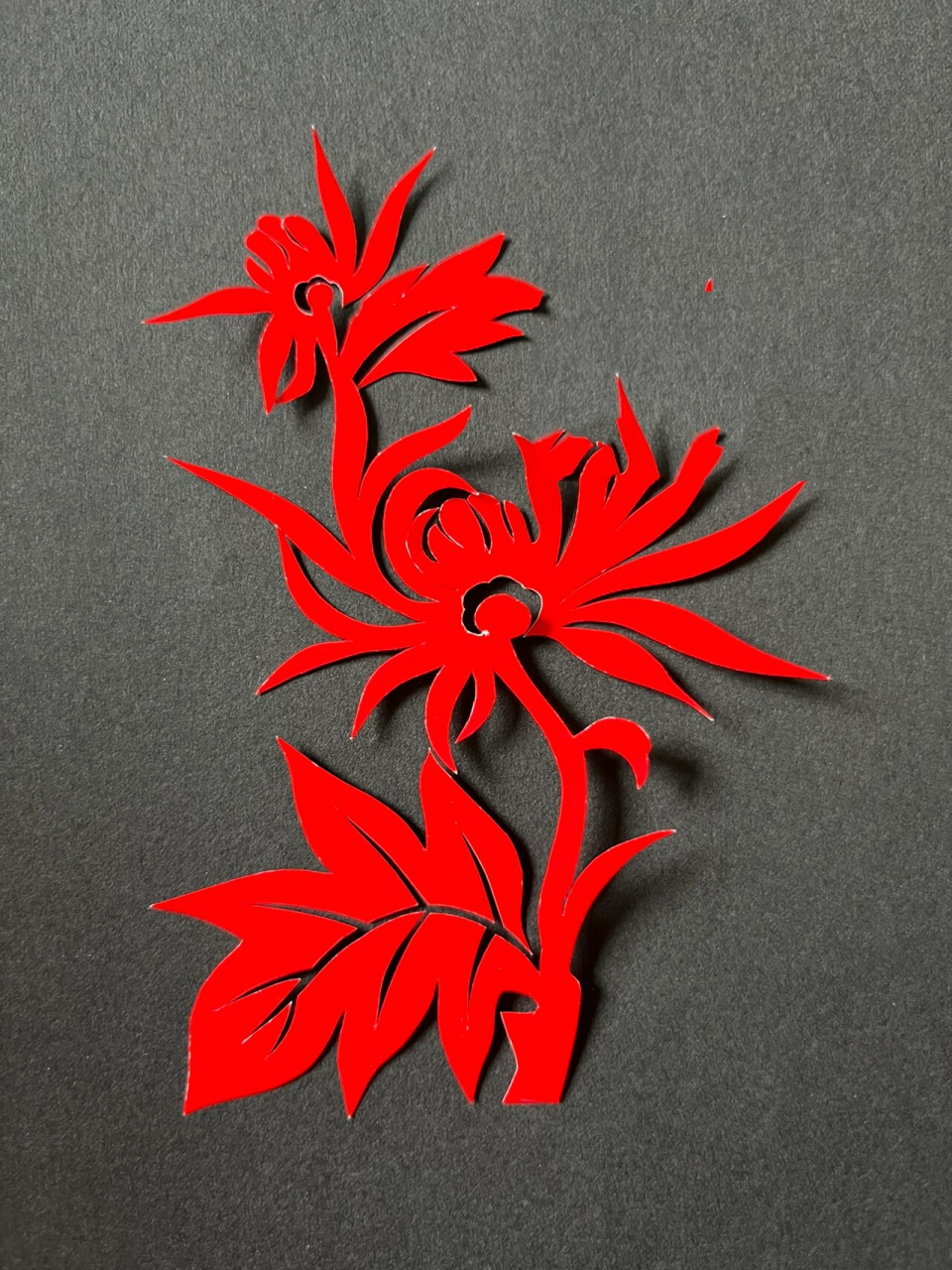 每日一剪(脱稿剪纸绝技)—菊花1 菊花品种繁多,脱稿剪菊花变化复杂