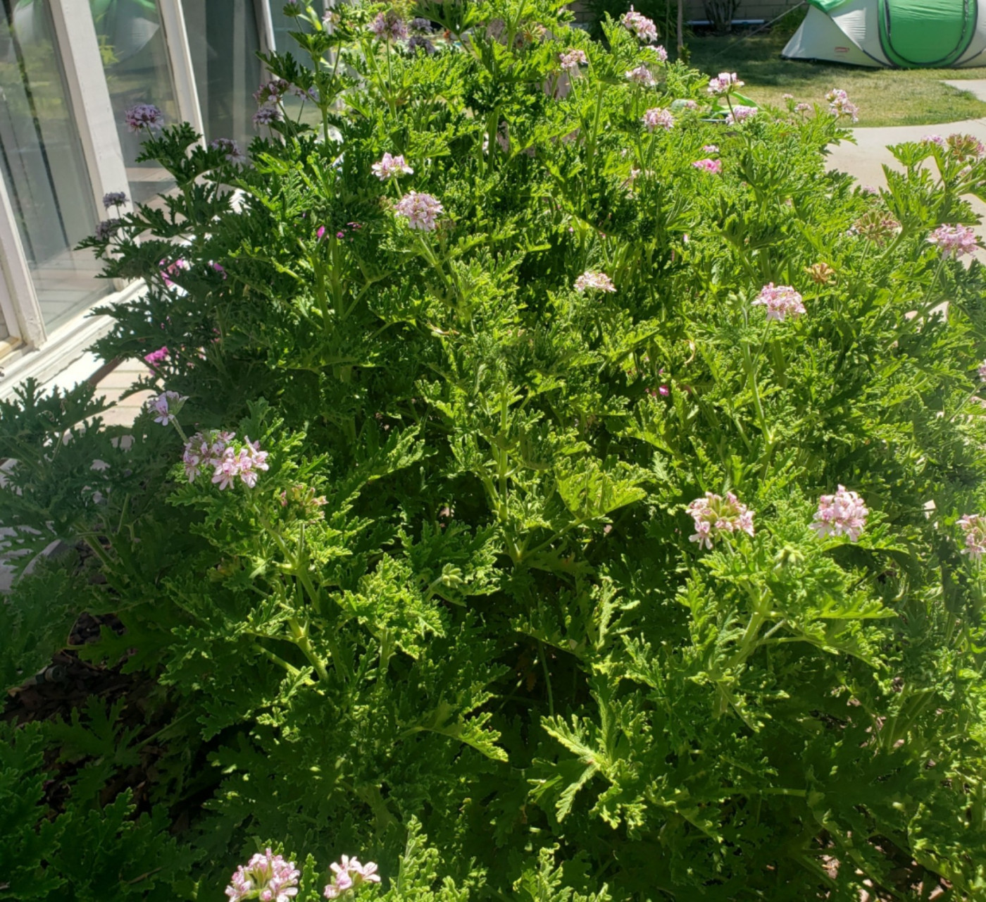 驱蚊草 citronella 去年在home depot $12买了小小一盆, 不到一年长成