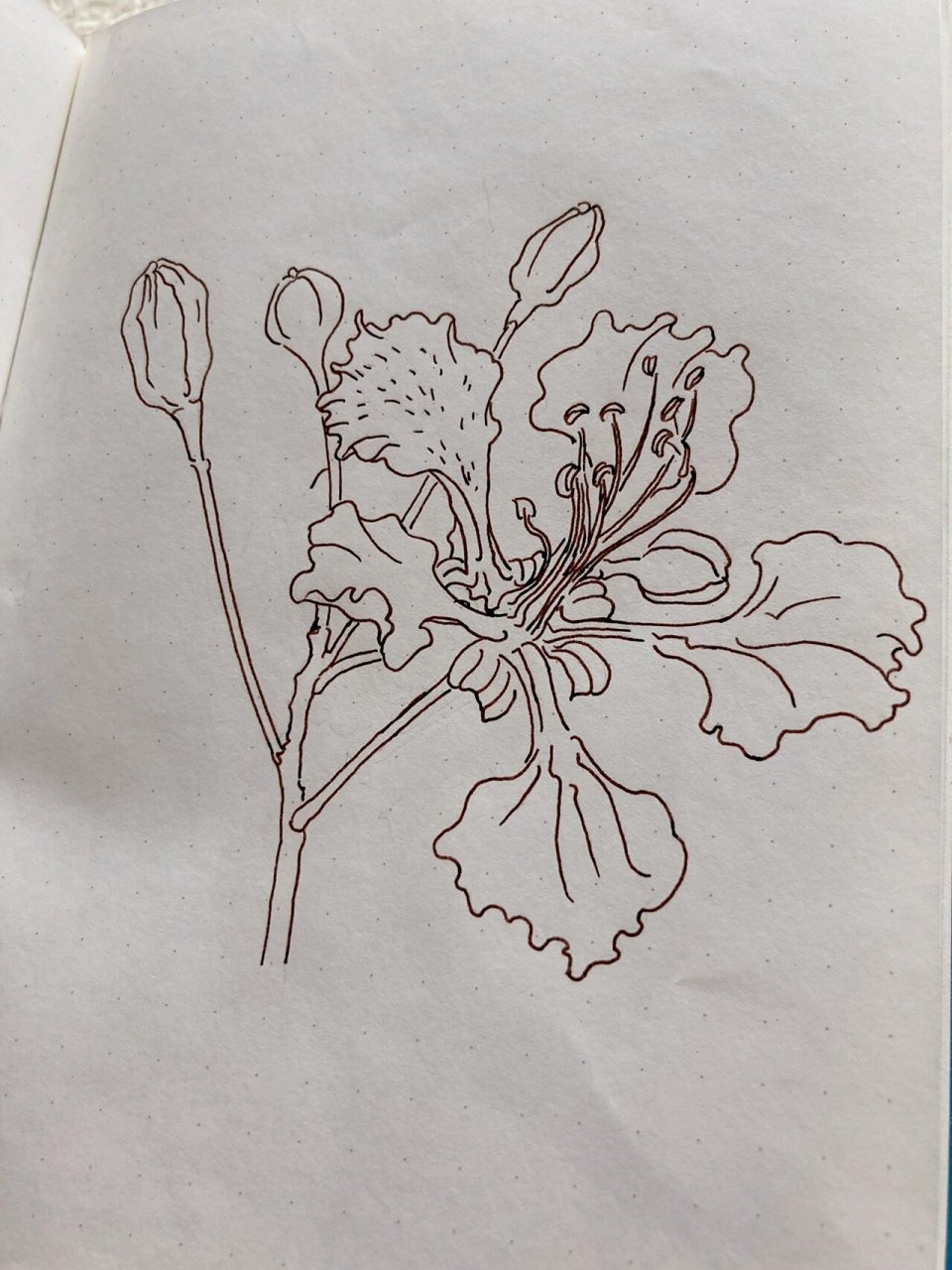 a6手帐本花卉线描每日一画——凤凰木 留春春不住,昨夜的然归.