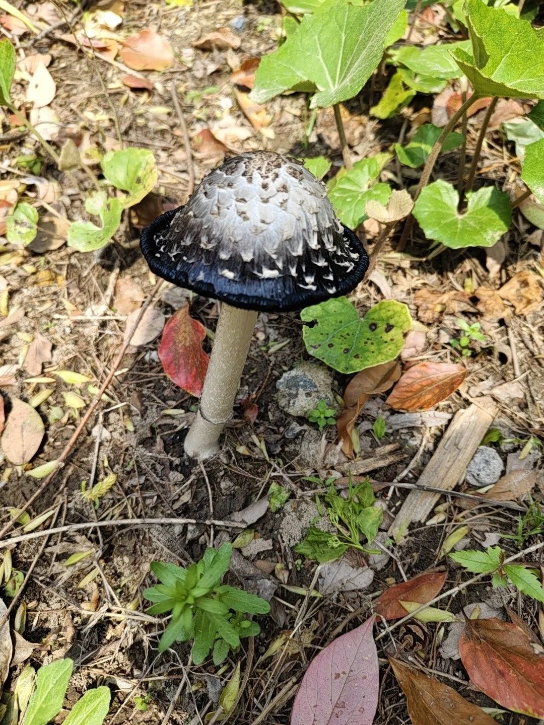 这个蘑菇可以吃吗?黑伞伞白杆杆 这个蘑菇可以吃吗?黑伞伞白杆杆