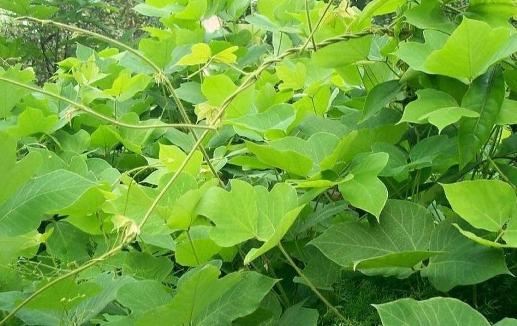 葛根/葛 葛/葛根 葛:豆科,葛属多年生草质藤本植物,块根肥厚圆柱状,叶