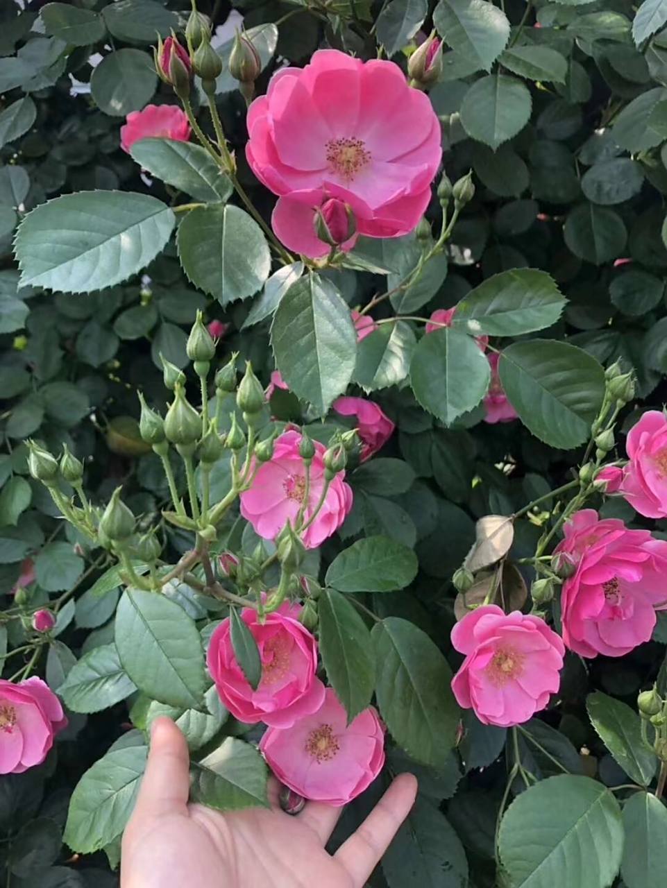 安吉拉,是一种开簇状花的藤本月季.