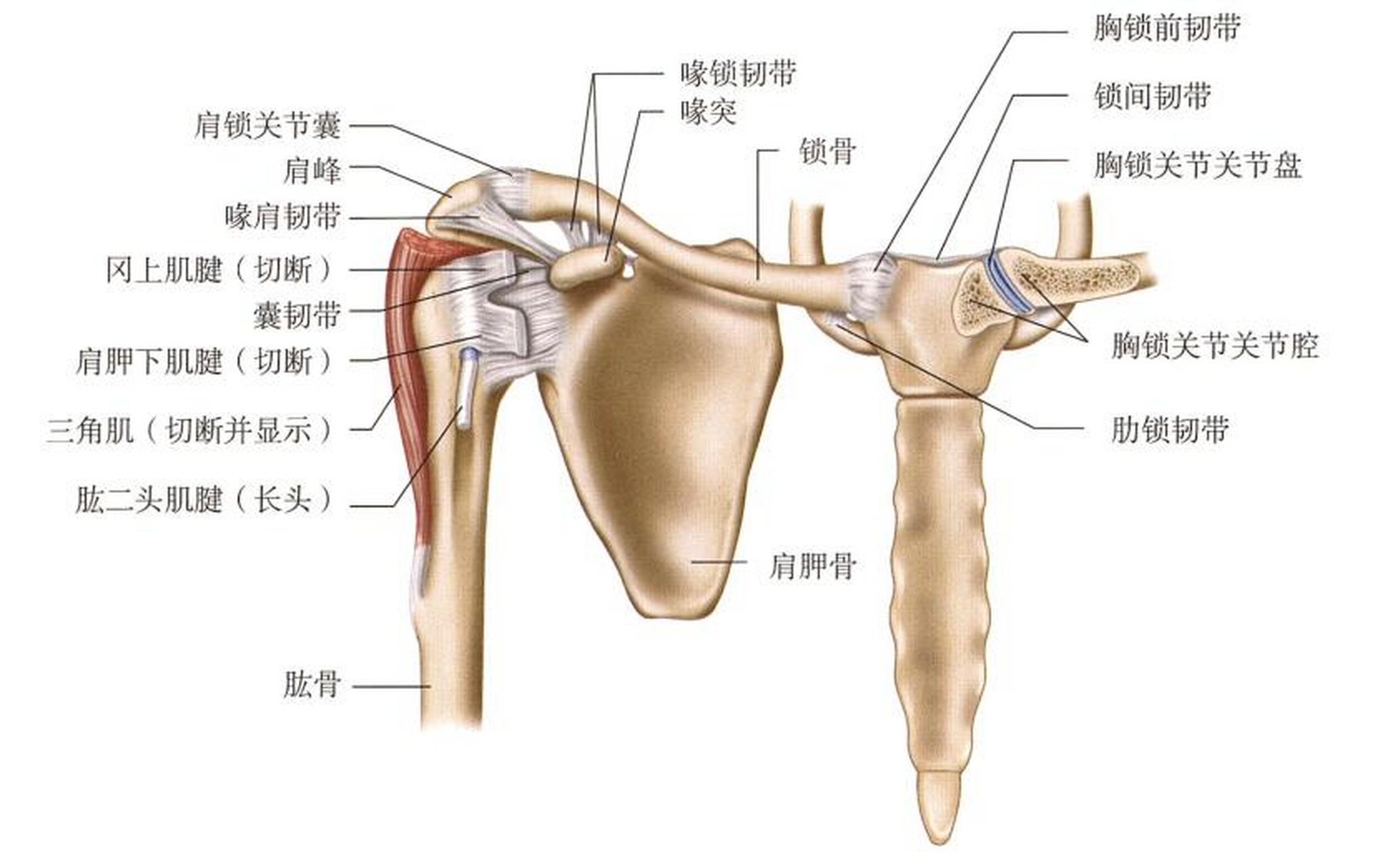 肩关节屈曲90度示意图图片