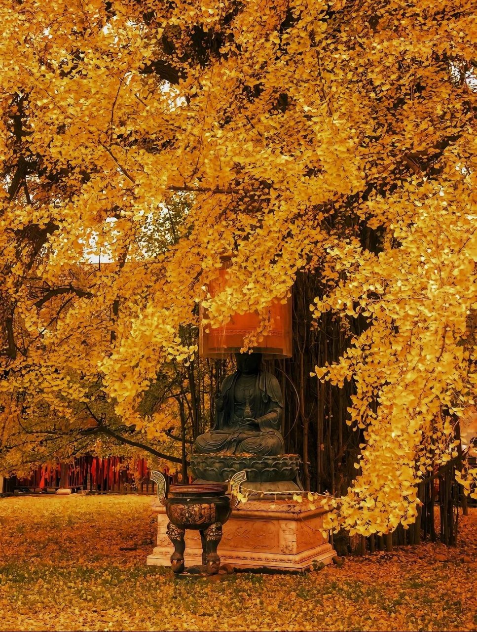 观音禅寺银杏树图片