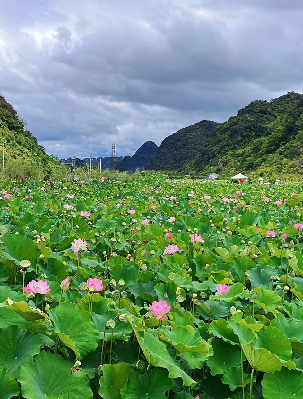 贵州省内游99最美十里荷廊 炎炎夏日 赏荷正当时7715 安顺幺铺