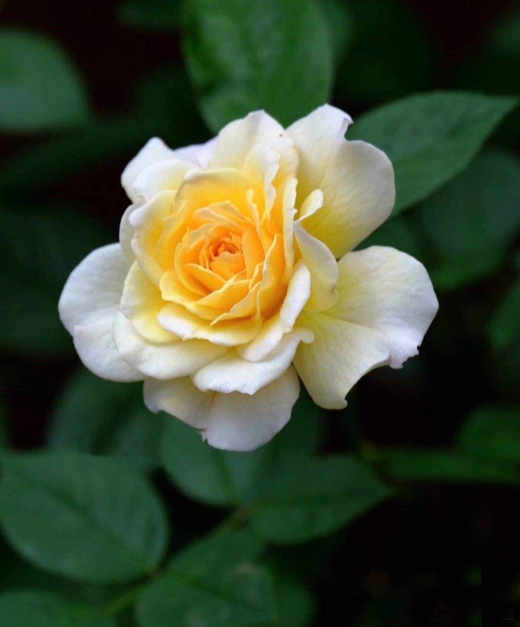 高清花朵素材 🌺高清单只花素材💐