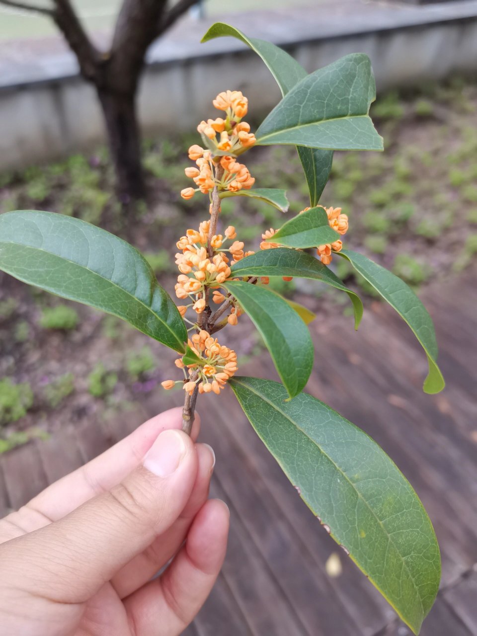 老金桂桂花叶子图片图片