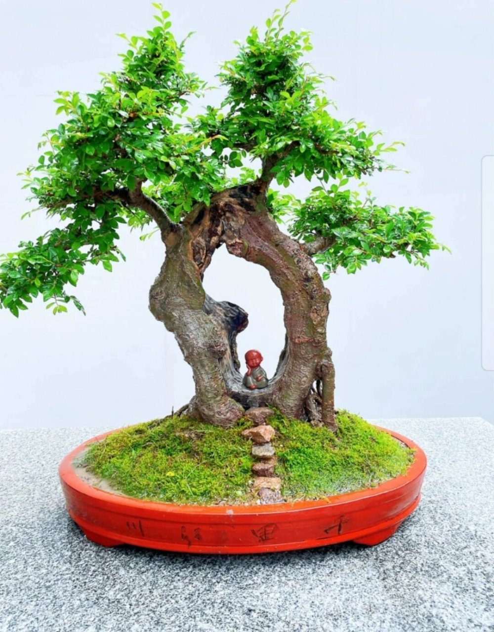 小叶榔榆 《静思·悟》小叶榔榆,百年榆树老桩,天然镂空,红芽红叶,年