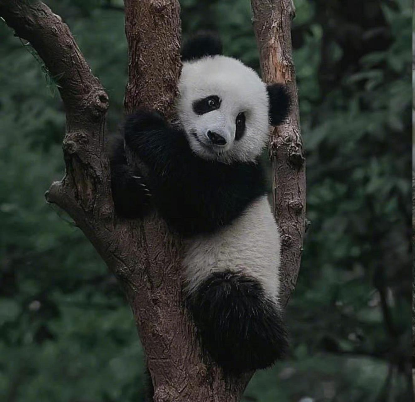 熊猫情头真熊图片