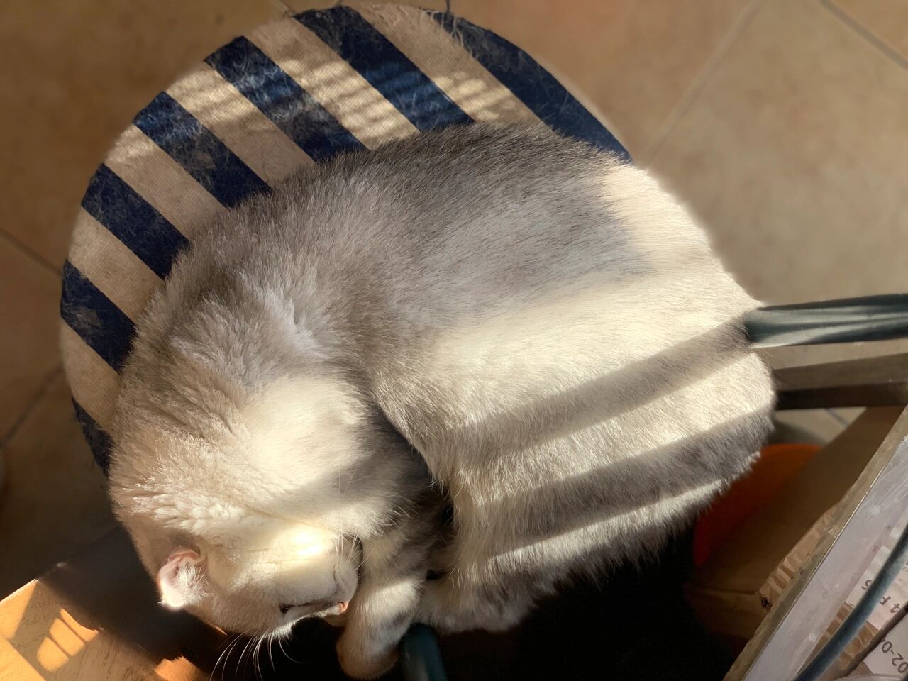 喜欢晒太阳的半折耳英短猫 我是一只4岁的英短哥哥(虽然已经是小太监