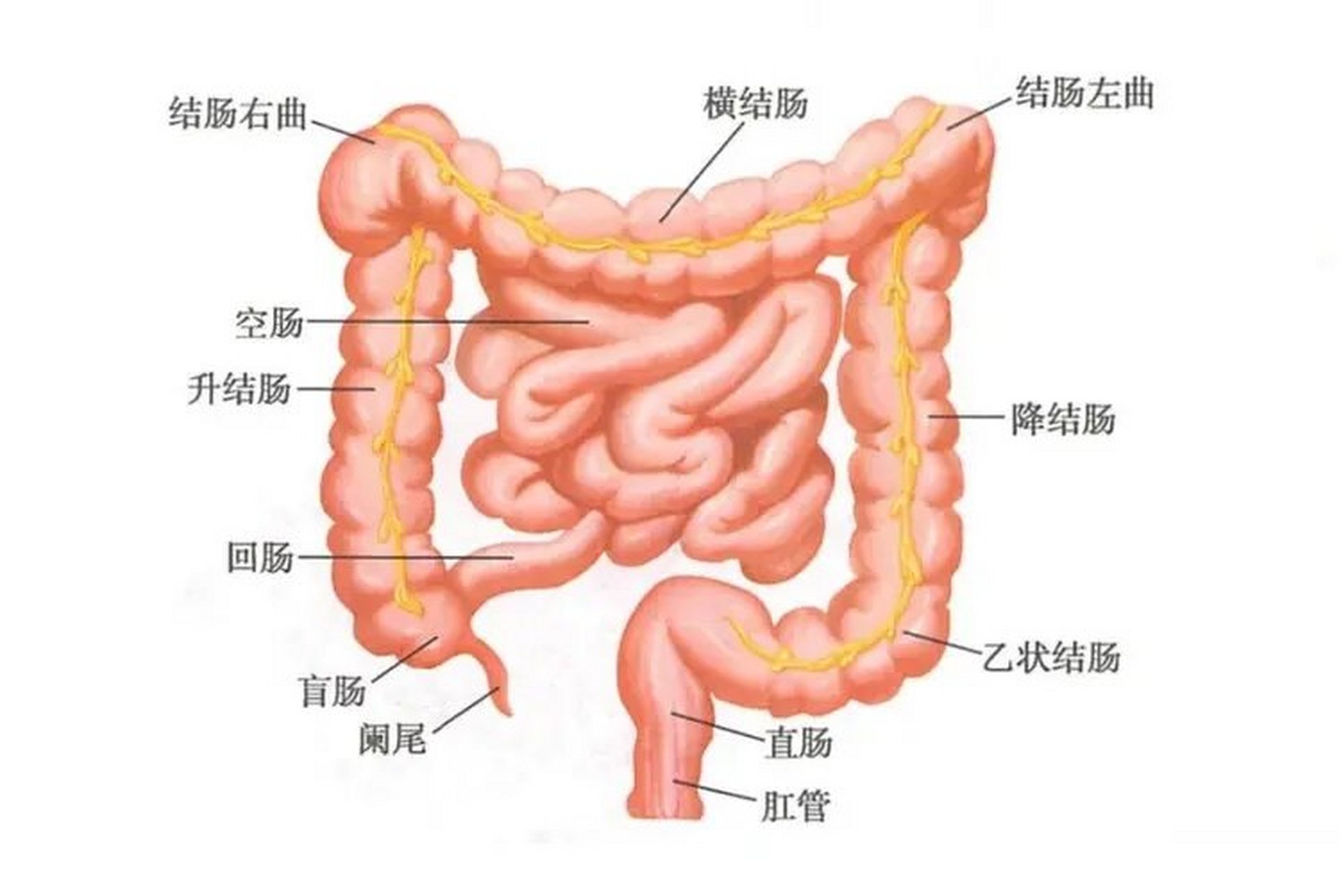 肠结构图解 解剖图片