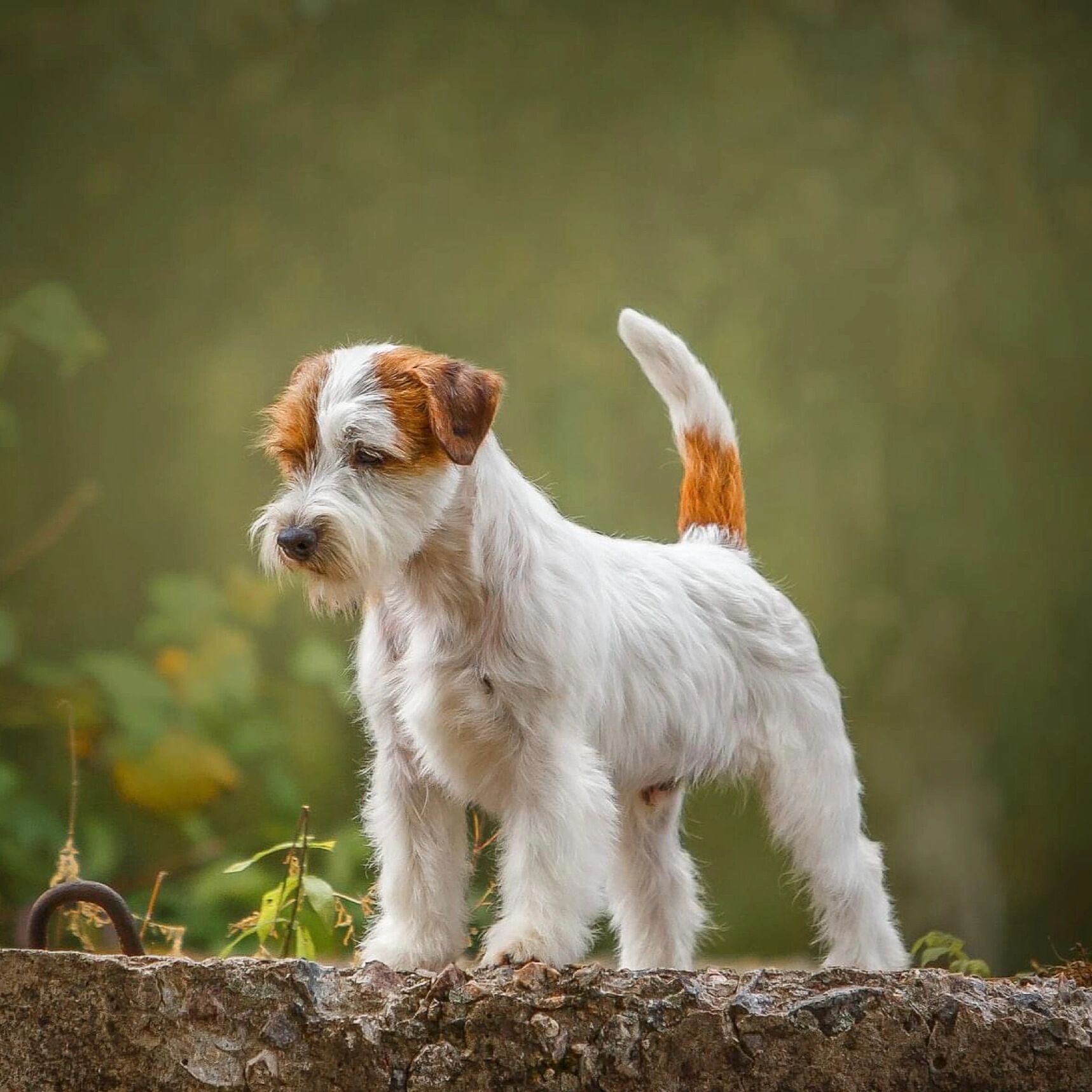 刚毛杰克罗素梗 杰克罗素梗是一种活泼,精力旺盛,爱好群集的工作犬种.