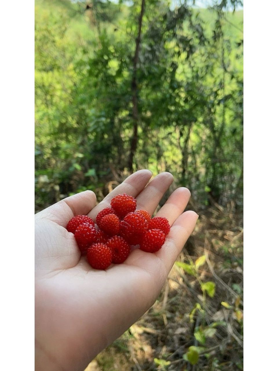 野生草莓91 野草莓,好看又好吃,酸甜可口,口感也非常好.