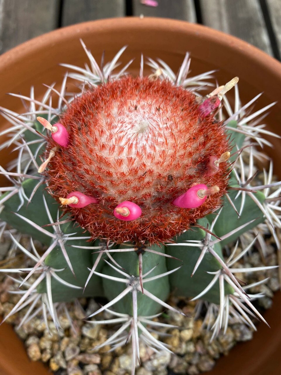 仙人球-魔云 层云是一个仙人掌品种,单生,球形,表皮蓝绿色至灰绿色,棱