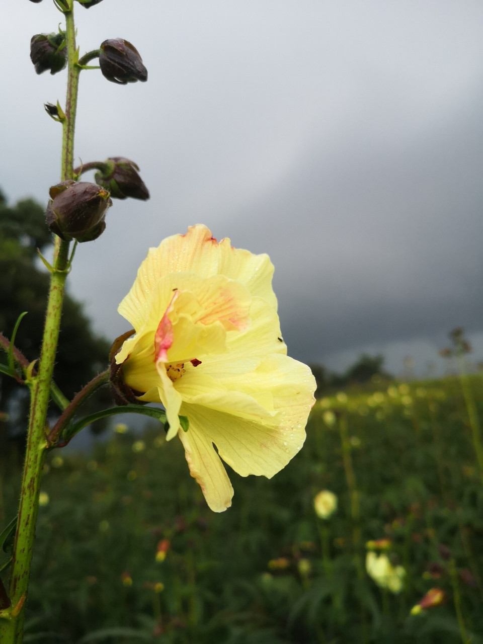 金花葵图片 胶原蛋白非常丰富的植物,男女都受用 具体功效如下⬇ 1