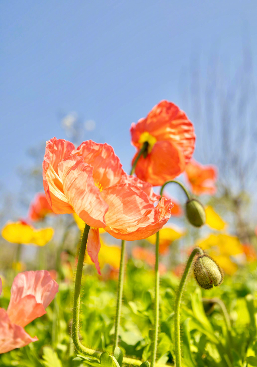 花开成景,花落成诗. #文学里的四月有多美##人间四月天