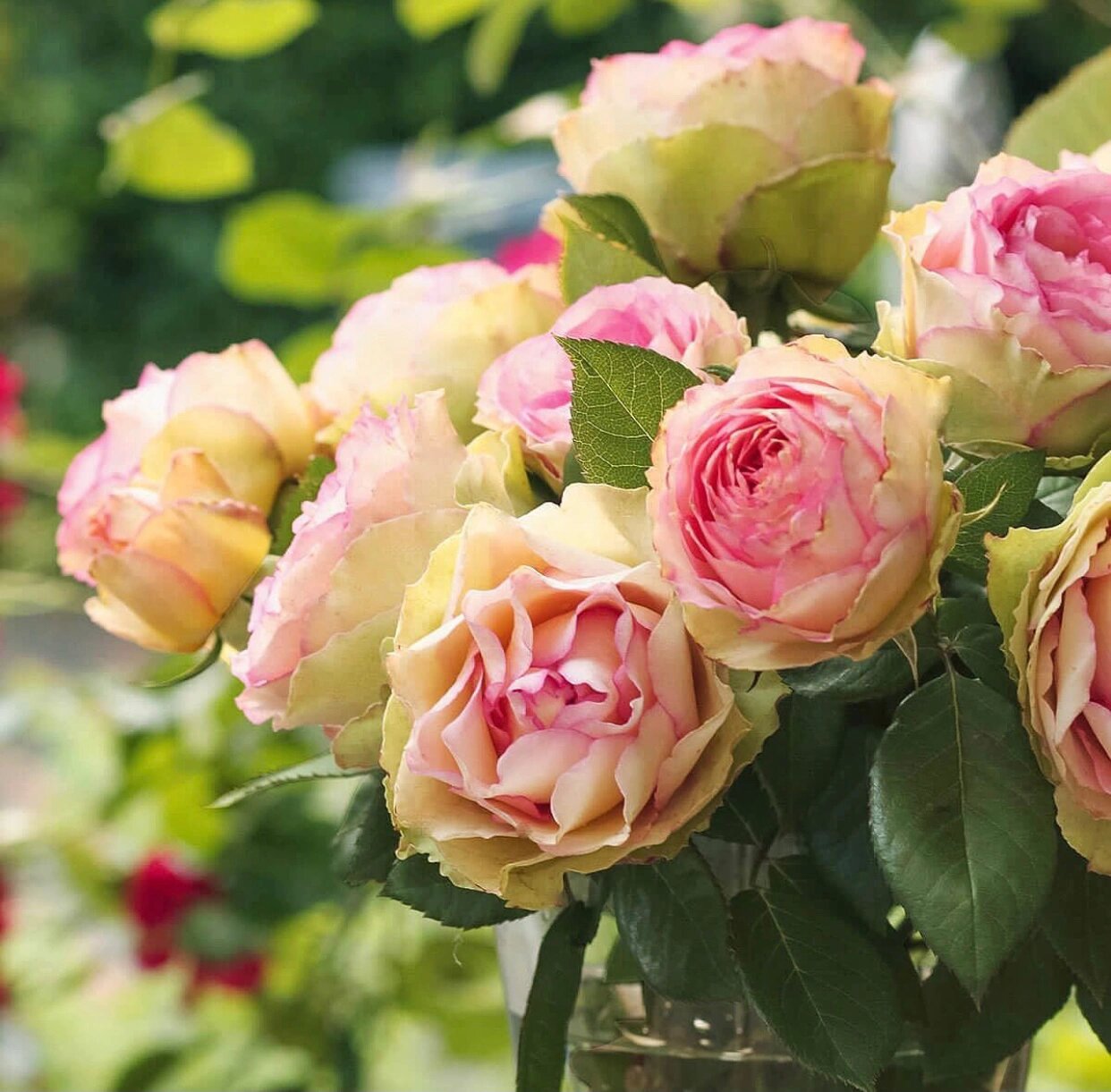 阿班斯月季的优缺点分析欢迎补充