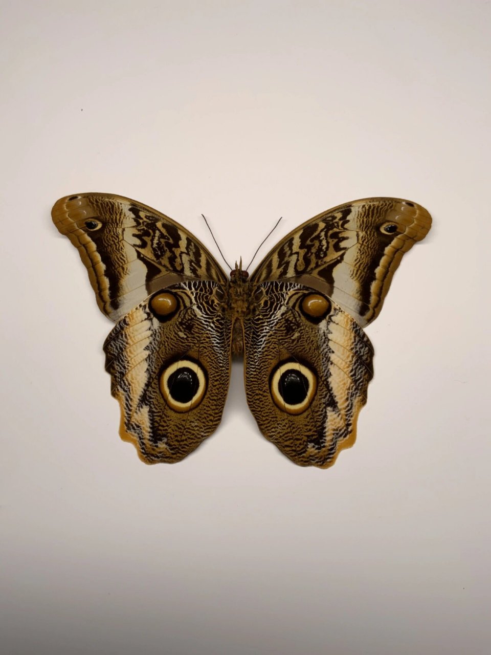 黑猫头鹰环蝶(caligo atreus) 黑猫头鹰环蝶(caligo atreus) 巨大的