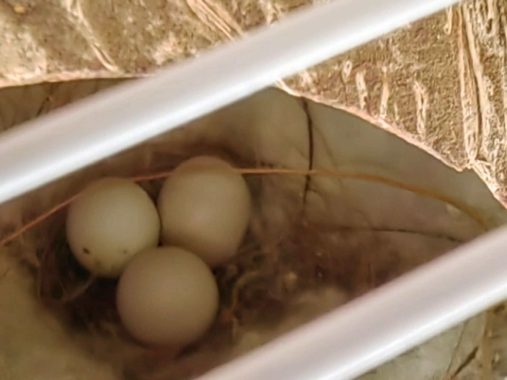 第一次下的珍珠鸟蛋能孵出来吗?