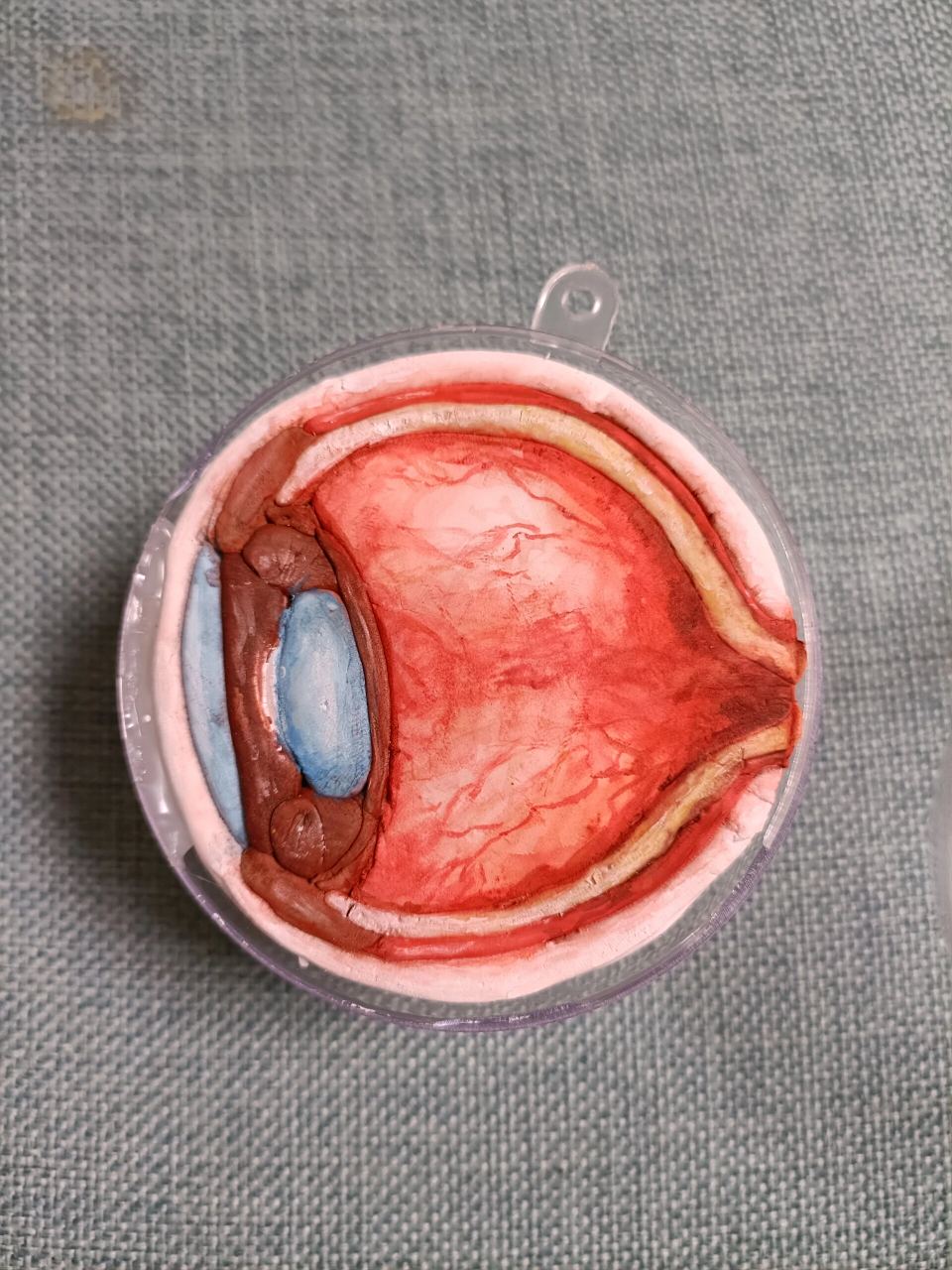 眼球模型 七年级下眼球模型制作,粘土填充,水彩上色