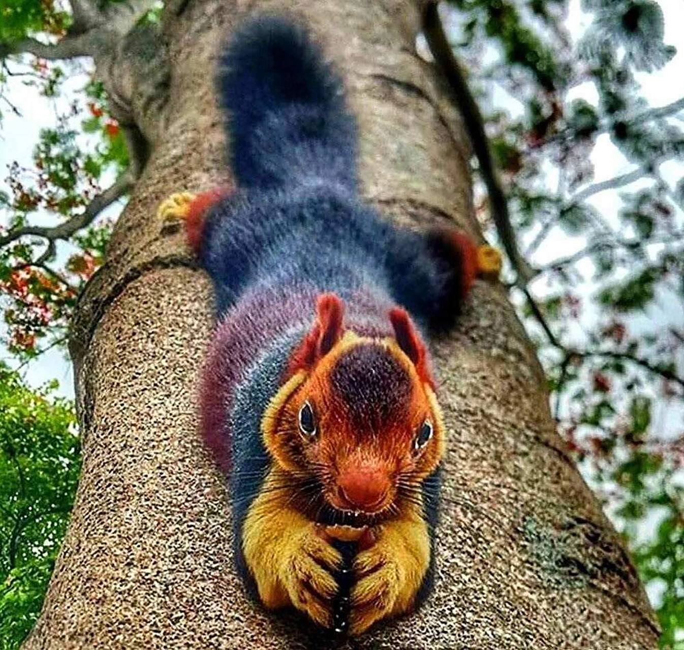 彩色的松鼠 这种松鼠就是马拉巴尔巨松鼠,也叫印度巨松鼠,它有着一身