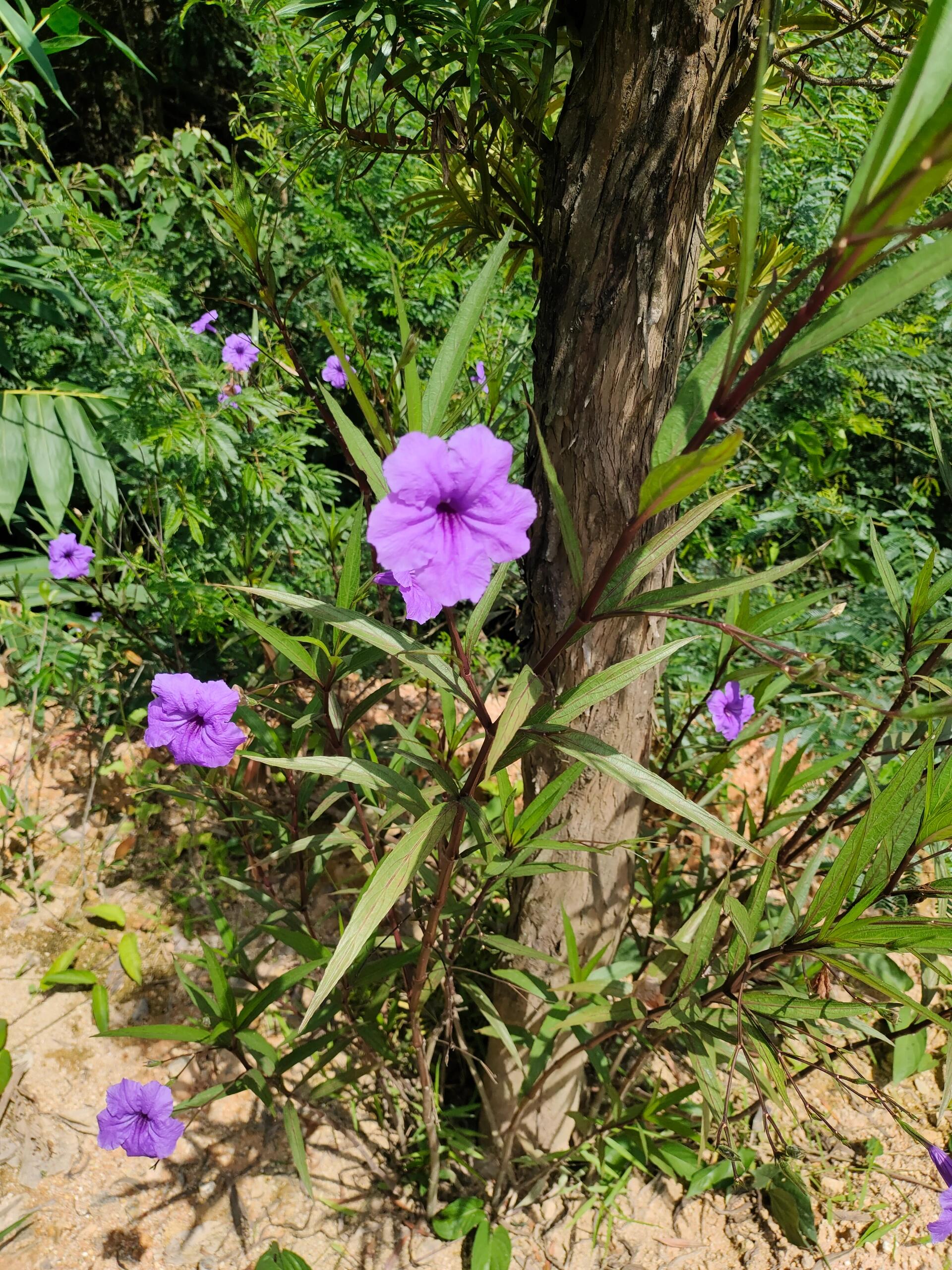 蓝草捣碎图片