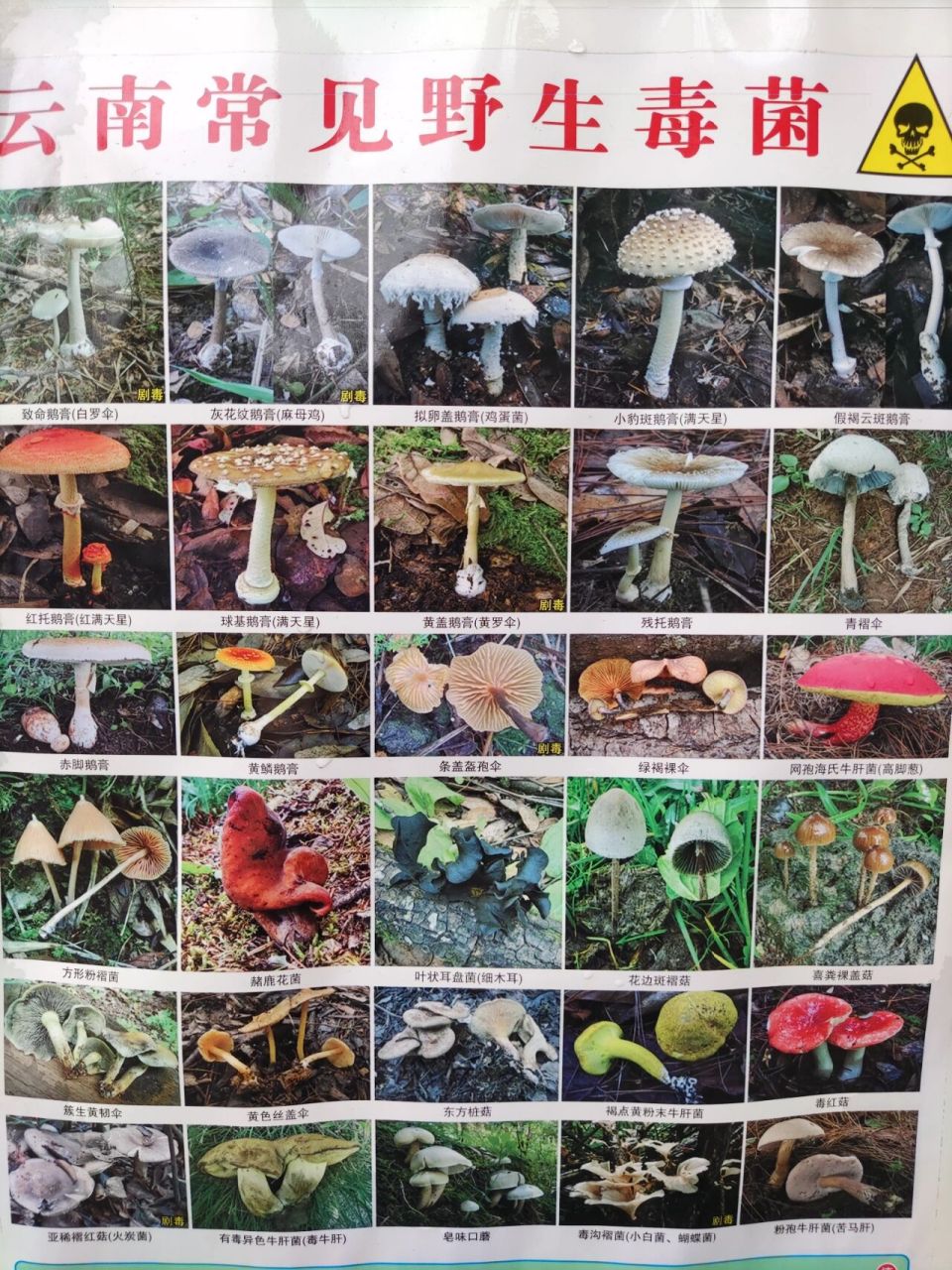 一图告诉你哪些菌子不能吃 云南有很多野生菌,但也有很多有毒菌,今天