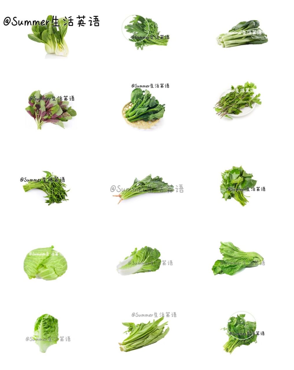 这是一篇汇总大约我知道的所有青菜的英文名.