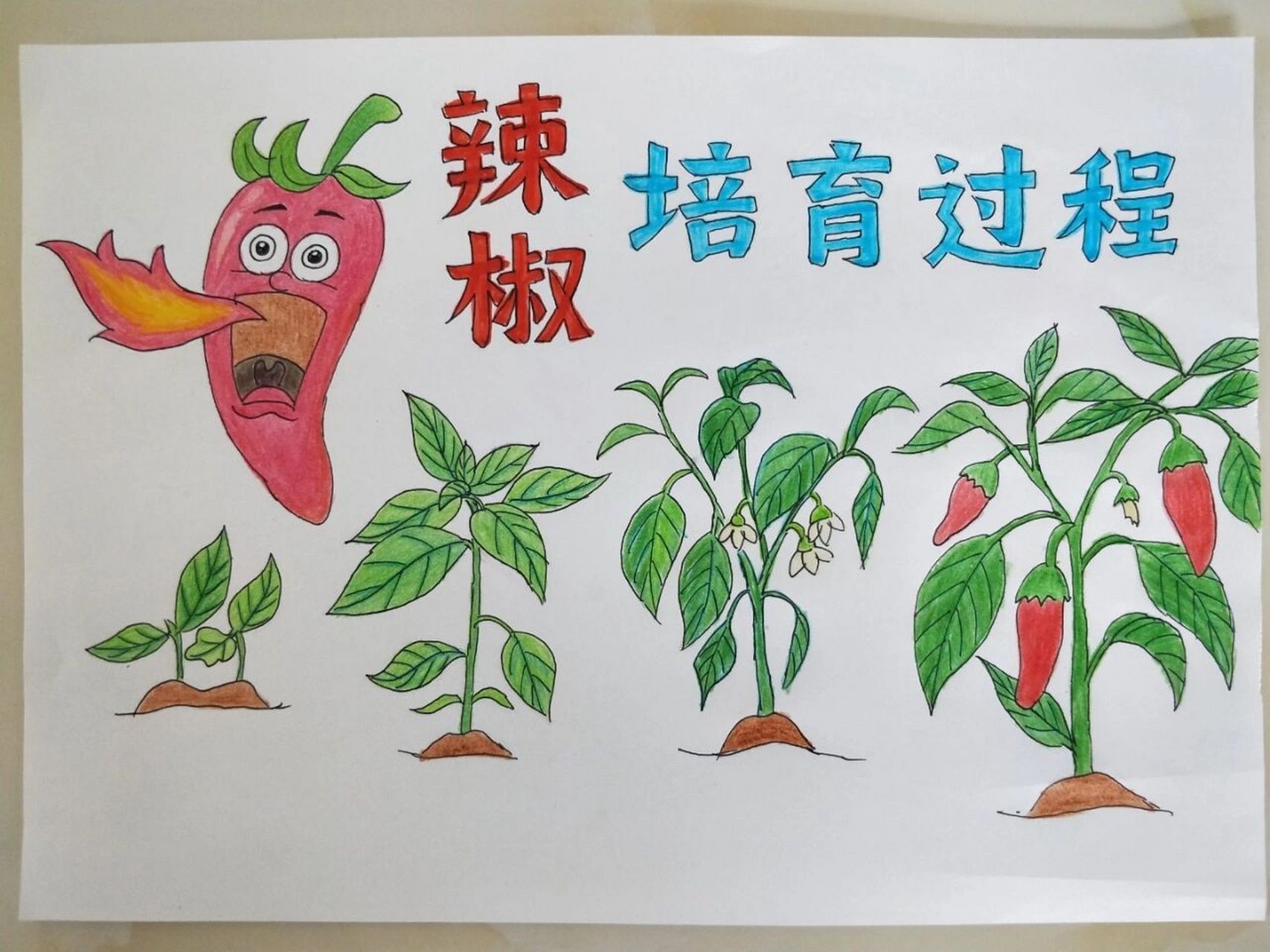 辣椒生长过手绘图片     辣椒生长过手绘图片