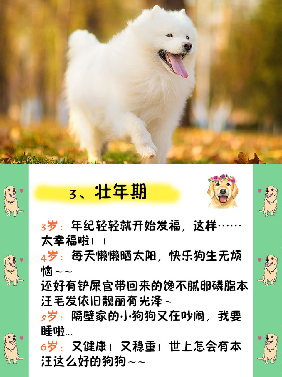 96如何从狗狗的行为判断年龄,你家几岁71 原来可