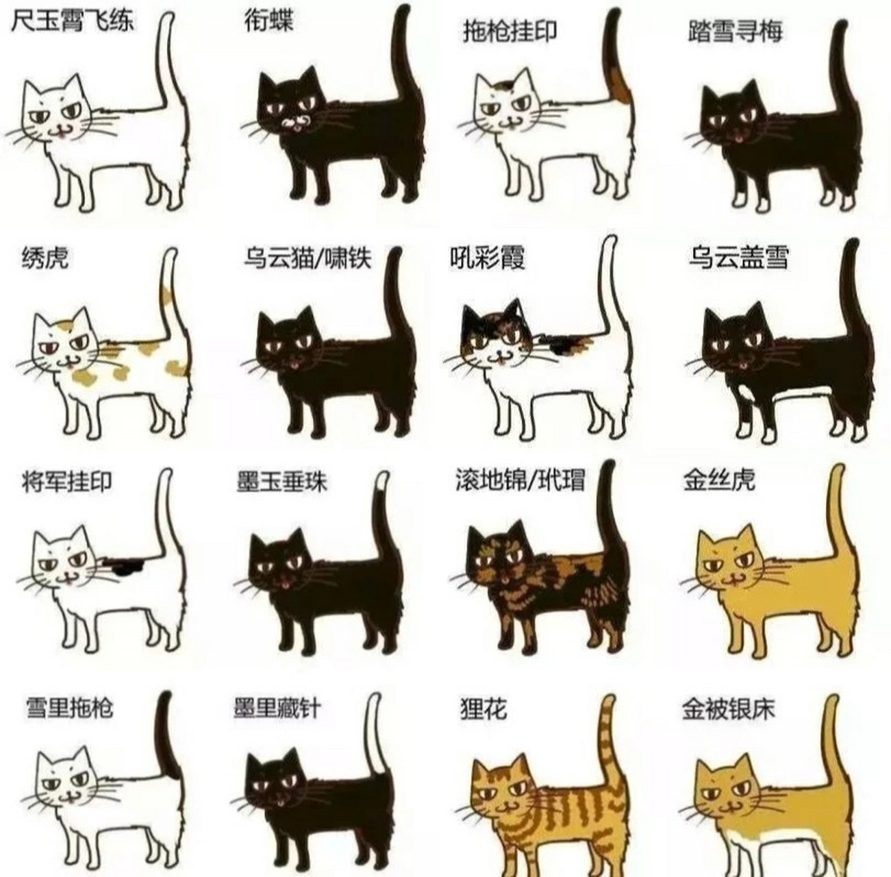 中国名猫的名称和图片图片