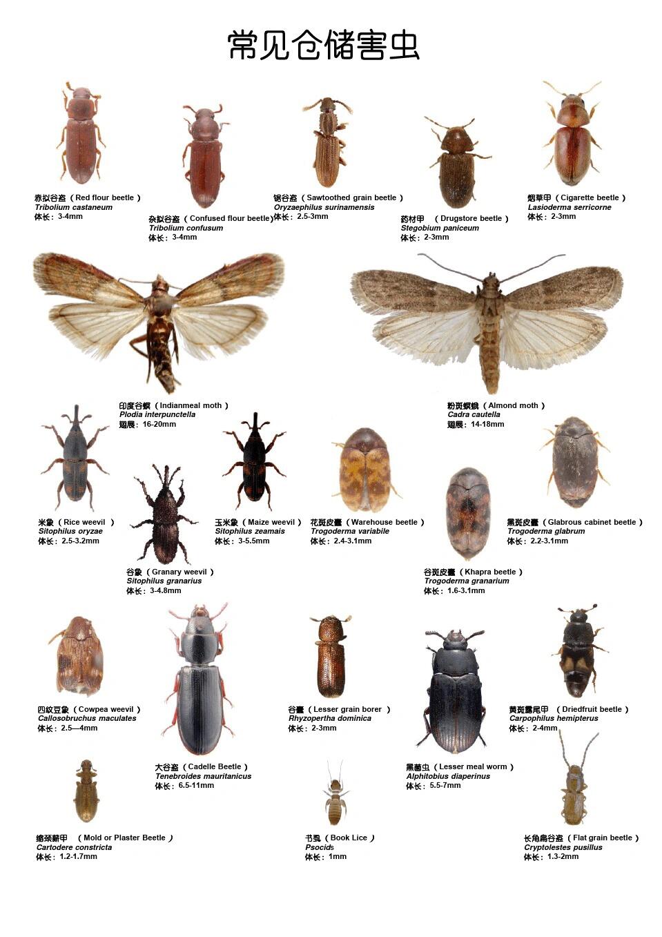 室内虫子的名称及图片图片