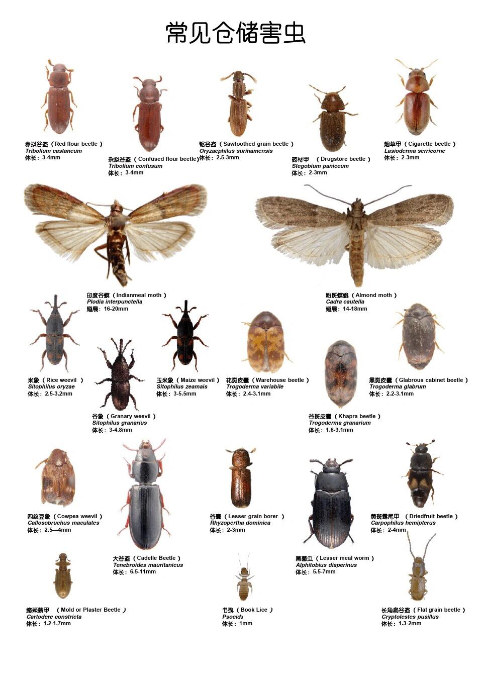 你家有出现这样虫子吗