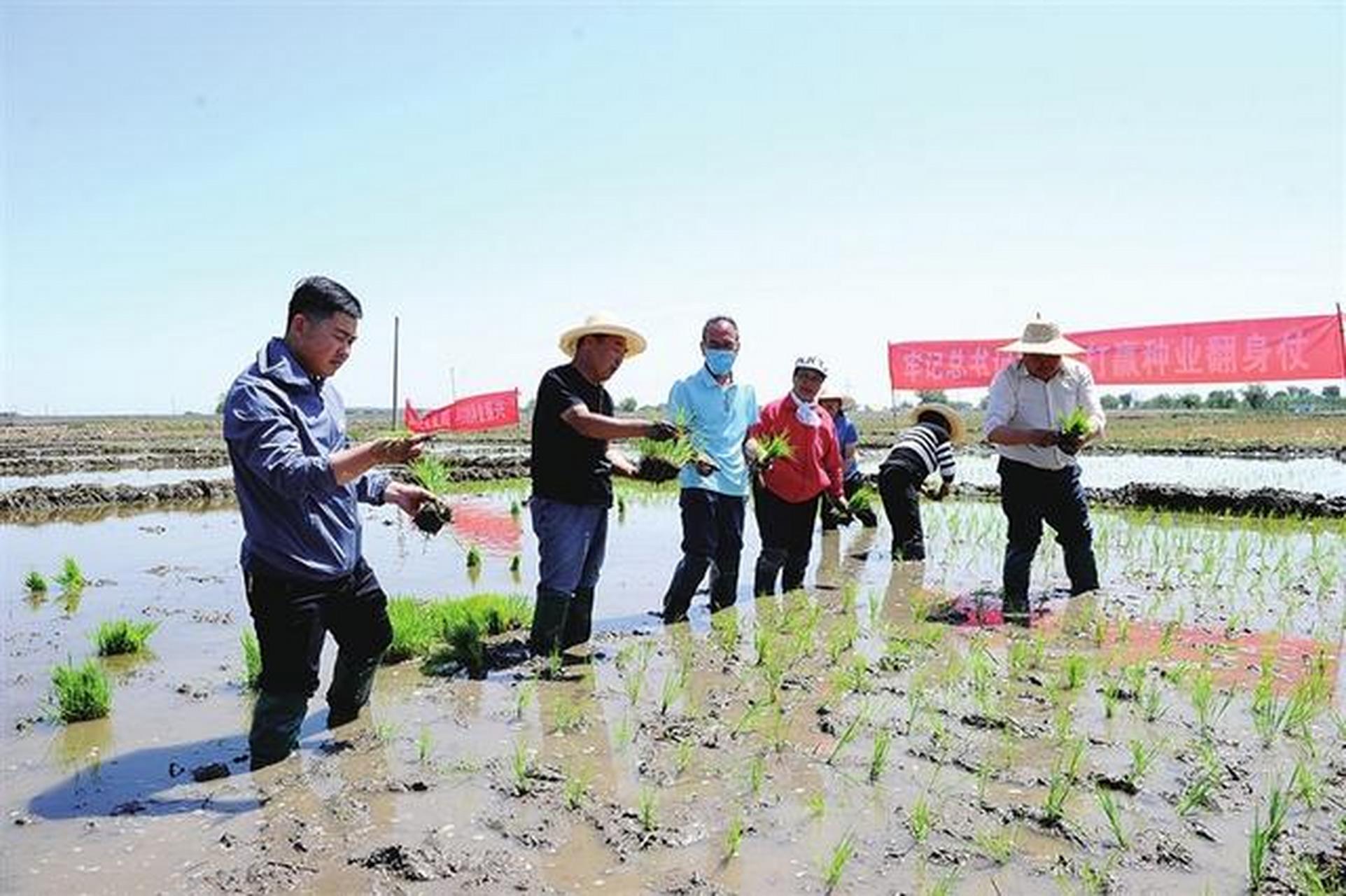 太原头条太原6月1日,太原市农技中心在晋源区王郭村举办科技插秧活动