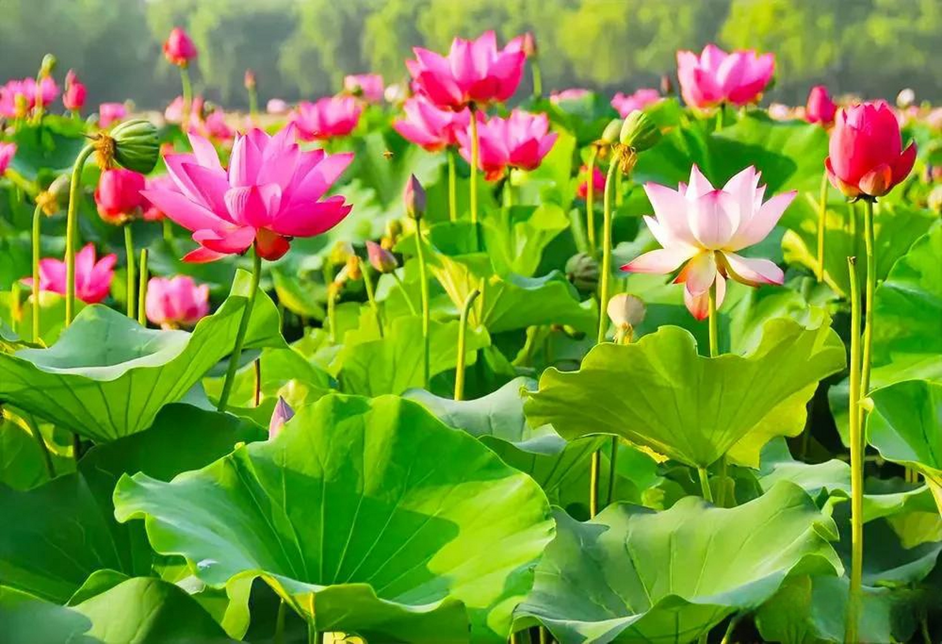 02元,还要坚持吗  荷花定律告诉我们坚持就是胜利.