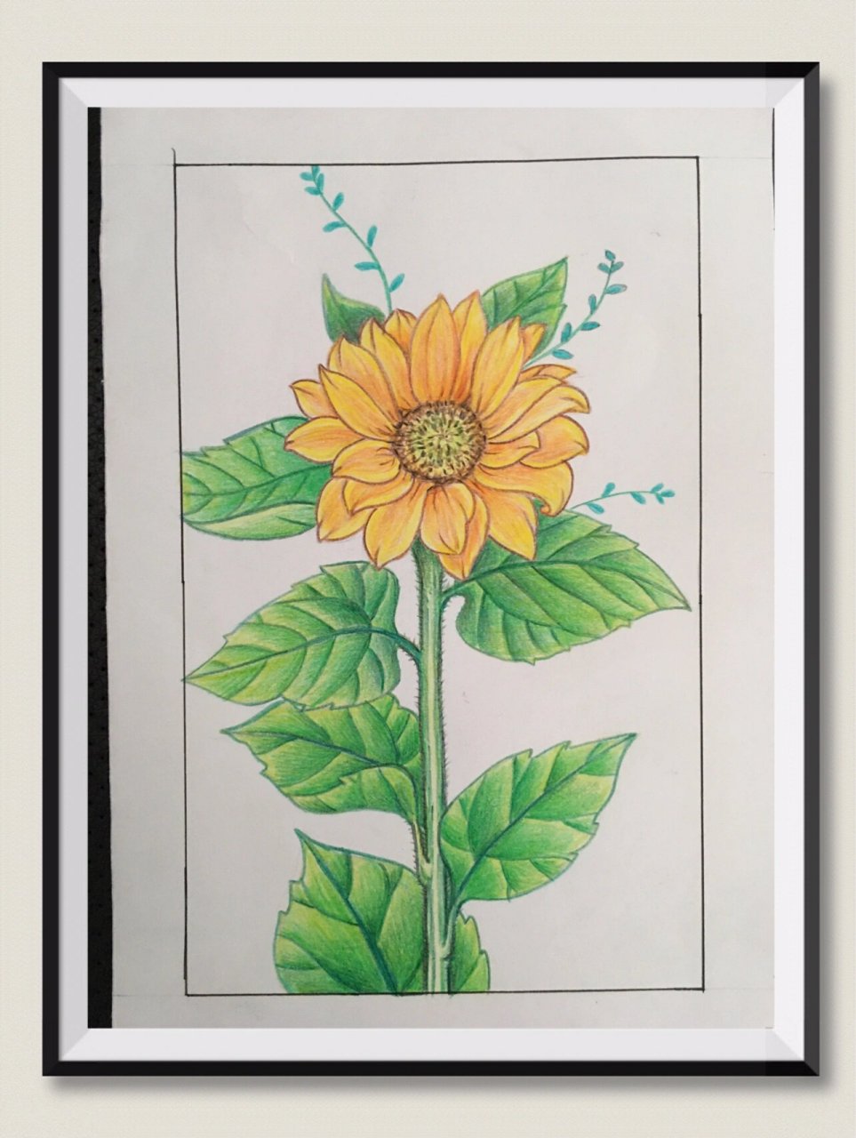 彩铅画初学者-向日葵97 临摹了的线描画 按自己心想的上色,简单的从