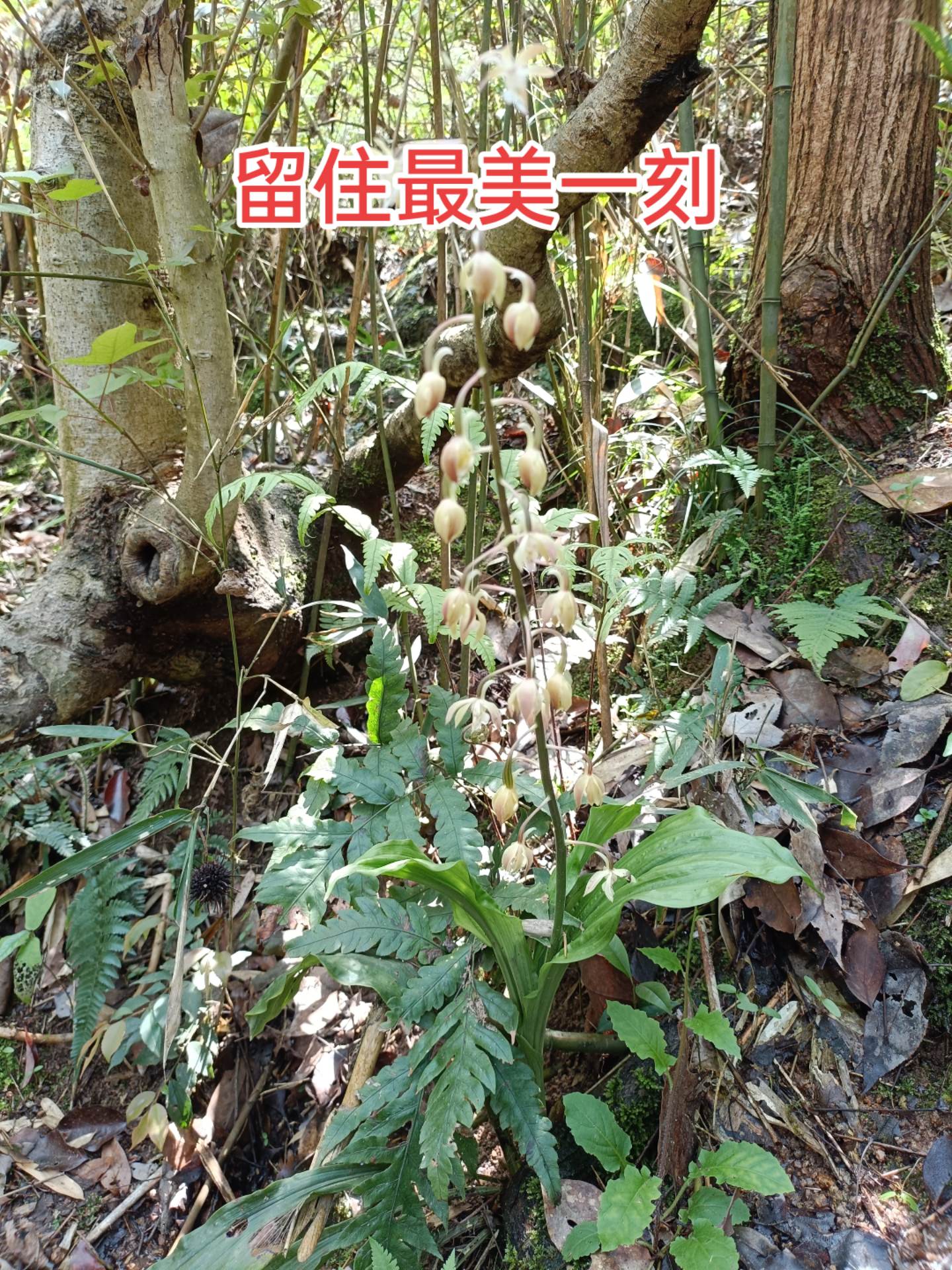 野生药材  虾脊兰