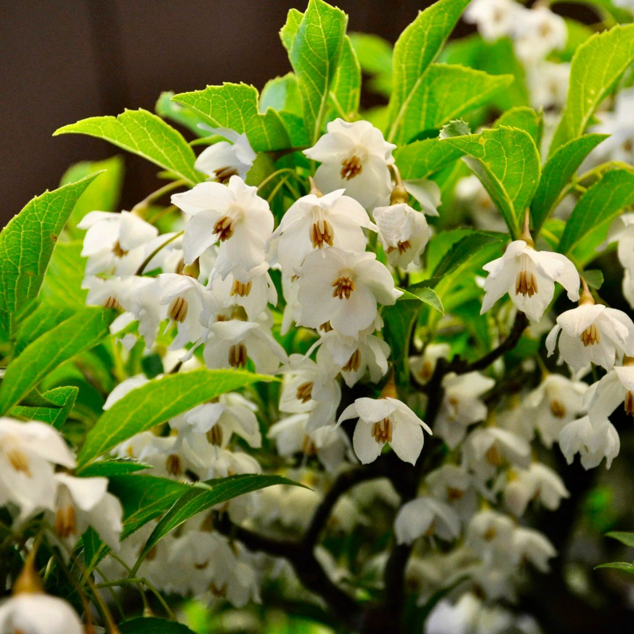 野茉莉|盆栽欣赏